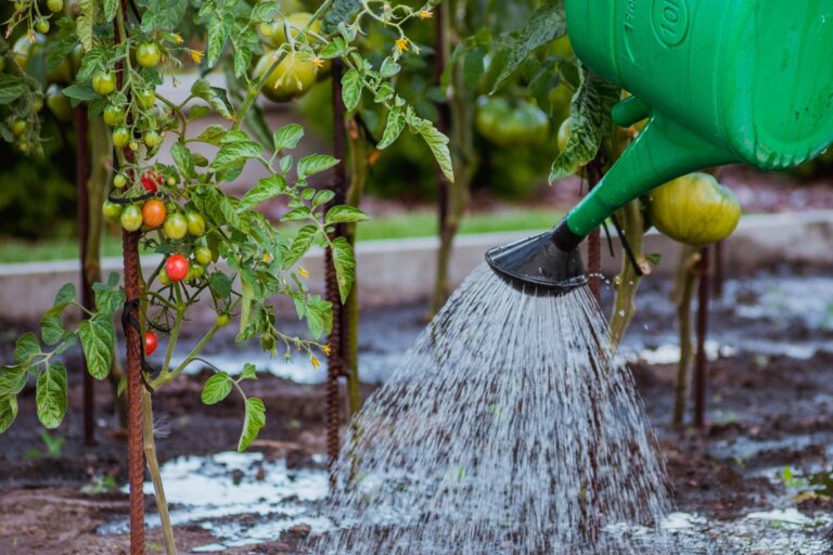 Cómo se hace el abono para revivir plantas marchitas a base de ajo, vinagre y agua