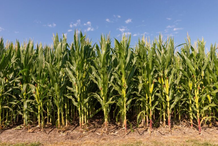 Luz verde del Gobierno: aprobaron un maíz muy distinto en altura al que ya se conoce