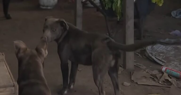 «Los perros ya habían agredido y matado a otros animales»: qué dijo el fiscal que investiga el caso del nene muerto en La Plata