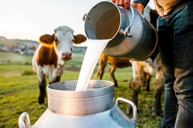 Argentina lideró el crecimiento mundial en la producción lechera en el primer semestre