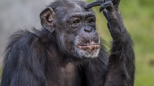 Dos cervezas al día: estudio confirma que los humanos heredamos de los simios el gusto por el alcohol