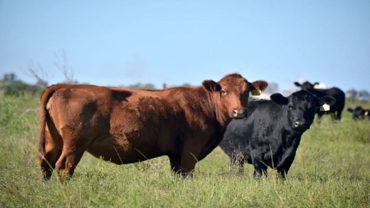 Ganadería en alza: suben los precios de la hacienda y la carne presiona la inflación