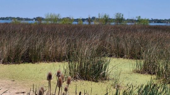 Riesgo alto por cianobacterias: 14 municipios con bandera sanitaria